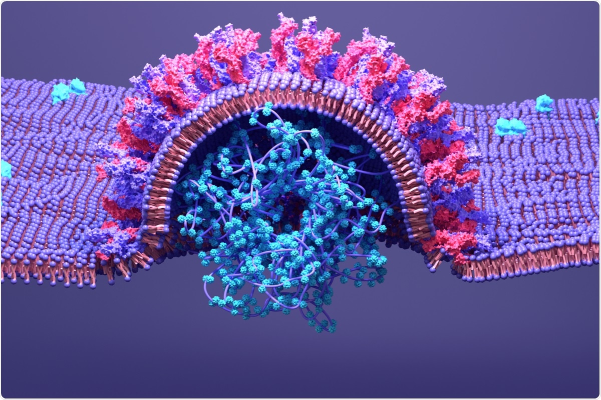 Study: The SARS-CoV-2 transcriptome and the dynamics of the S gene furin cleavage site in primary human airway epithelia. Image Credit: Design_Cells / Shutterstock