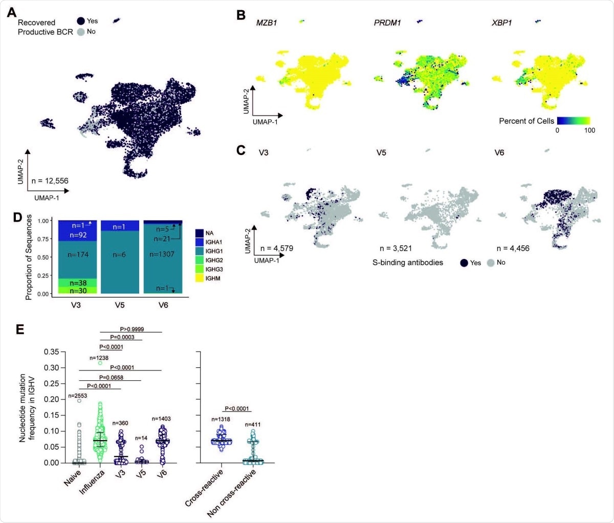 Characterization of bulk sorted plasmablasts via single-cell RNA sequencing. (A) Uniform manifold approximation and projection (UMAP) of scRNAseq from bulk plasmablast with recovered BCR sequences (purple) or unrecovered (grey). (B) UMAP overlay of percent of cellular population expressing MZB1, PRDM1, and XPB1. Hexbin equals 80 individual cells. (C) UMAP overlay of BCR sequences with confirmed spike binding activity. (D) Proportional composition of heavy chains genes in the spike binding sequences broken down by sample. (E) Comparison of nucleotide-level mutation frequency in immunoglobulin heavy chain variable (IGHV) genes between plasmablasts clonally related to spike binding mAbs from SARS-CoV-2 vaccinees, plasmablasts sorted from PBMCs one week after seasonal influenza vaccination and found in vaccine-responding B cell clones, and naïve B cells found in blood of an influenza vaccinee (left panel); and between plasmablasts from SARS-CoV-2 vaccinees found to be clonally related to spike-binding mAbs that were, respectively, cross-reactive and non-cross-reactive to human ß- coronaviruses spike proteins (right panel).