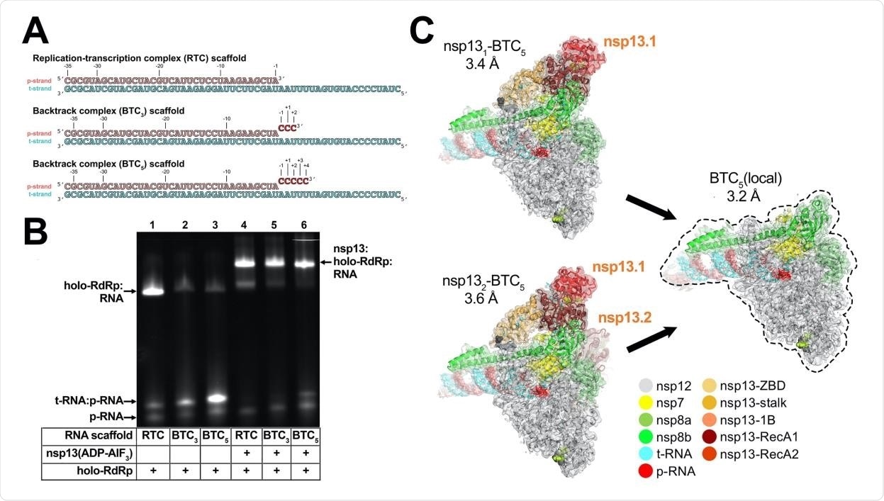 SARS-CoV-2 backtrack complex. A. RNA scaffolds: (top) replication-transcription complex (RTC) scaffold (14); (bottom) backtrack complex scaffolds (BTC3 and BTC5). B. A native gel electrophoretic mobility shift assay reveals that holo-RdRp requires nsp13(ADP-AlF3) to bind the BTC scaffolds efficiently. C. Cryo-EM structures of SARS-CoV-2 BTCs.