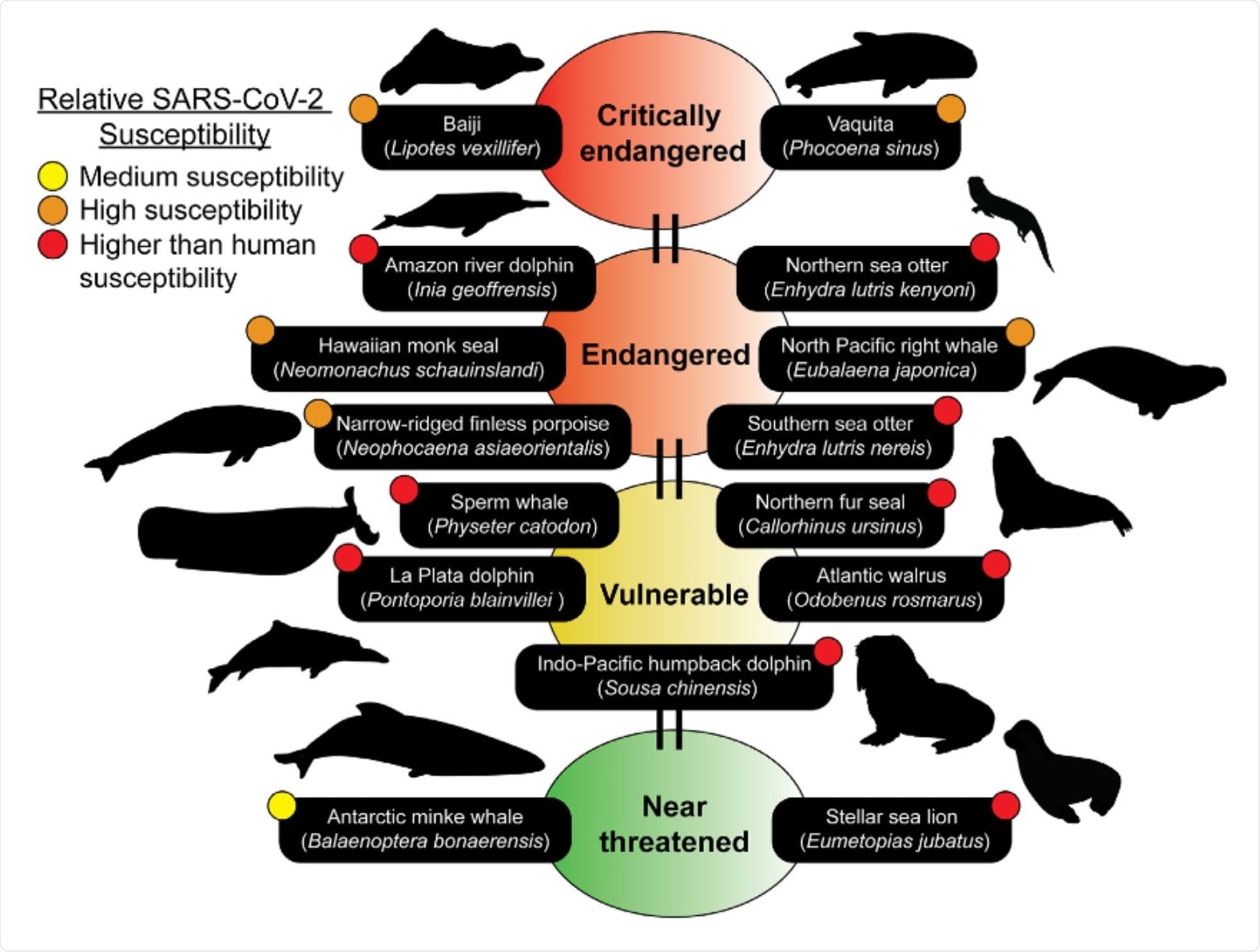 Marine mammal species predicted to be susceptible belong to the IUCN Red list. Many of the species predicted to be susceptible are members of the IUCN RedlistofThreatenedSpecies (https://www.iucnredlist.org). The IUCN Red list is an indicator of the world