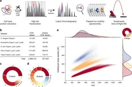 New Nature Communications publication by Mann & Theis Groups harnesses the benefits of large-scale peptide collisional cross section (CCS) measurements and deep learning for 4D-proteomics
