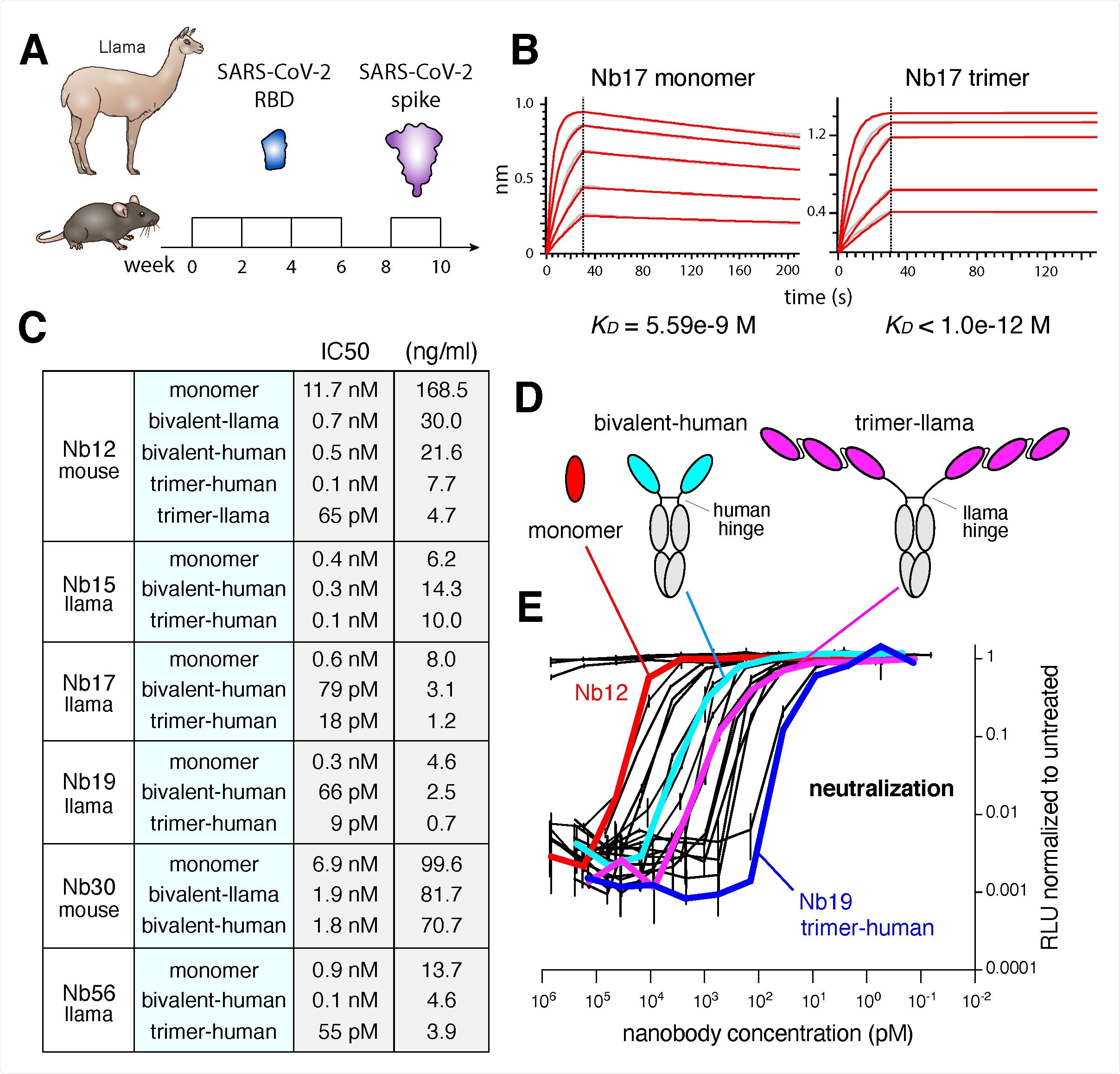 Isolation of Nbs against SARS-CoV-2. (A) Immunization regimen to obtain high affinity Nbs against the SARS-CoV-2 RBD from llama and nanomice. (B) BLI analysis of difference concentrations of Nb17 monomer and trimer binding to immobilized RBD. Red trace represents the raw data, and the kinetic fit is shown in grey underneath. Equilibrium (KD) constants are provided. (C) Table summarizing pseudovirus neutralization potency (IC50) of selected Nbs. Values are provided in molarity or as ng/ml. (D) Diagrams showing Nbs used in neutralization assays as monomers, bivalent or trimers (the last two fused to human IgG Fc via the human or llama hinge domain. (E) Neutralization of SARS-CoV-2 pseudovirus (luciferase assay) by the 20 Nb variants shown in panel C. Nb12 as monomer (red), pair (cyan) and trimer (magenta), as well as Nb19 as trimer (blue) are highlighted.