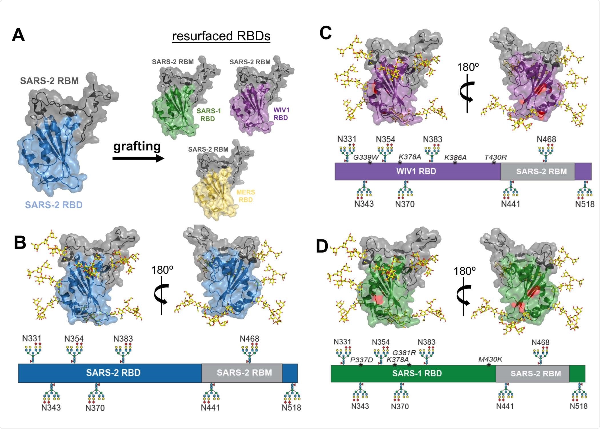 Resurfacing and hyperglycosylation approaches for immune-focusing. (A) Design schematic for resurfacing SARS-1 (rsSARS-1) and WIV1 (rsWIV1 ) with the SARS-2 receptor binding motif (RBM). Design schematic for hyperglycosylating SARS-2 (B), rsSARS-1 (C) and rsWIV1 (D) receptor binding domains (RBDs). Non-native engineered glycans and native glycans are modeled; native SARS-2 RBM glycan at position 331 is omitted in the schematic. Mutations in the WIV1 and SARS-1 RBDs are shown in red and italicized in the linear diagram. All images were created using PDB 6M0J.