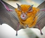 Newly-discovered bat coronavirus 94.5% identical to SARS-CoV-2