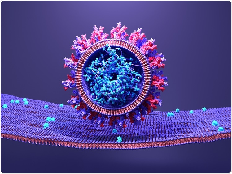 Study: A novel soluble ACE2 protein totally protects from lethal disease caused by SARS-CoV-2 infection. Image Credit: Design_Cells / Shutterstock