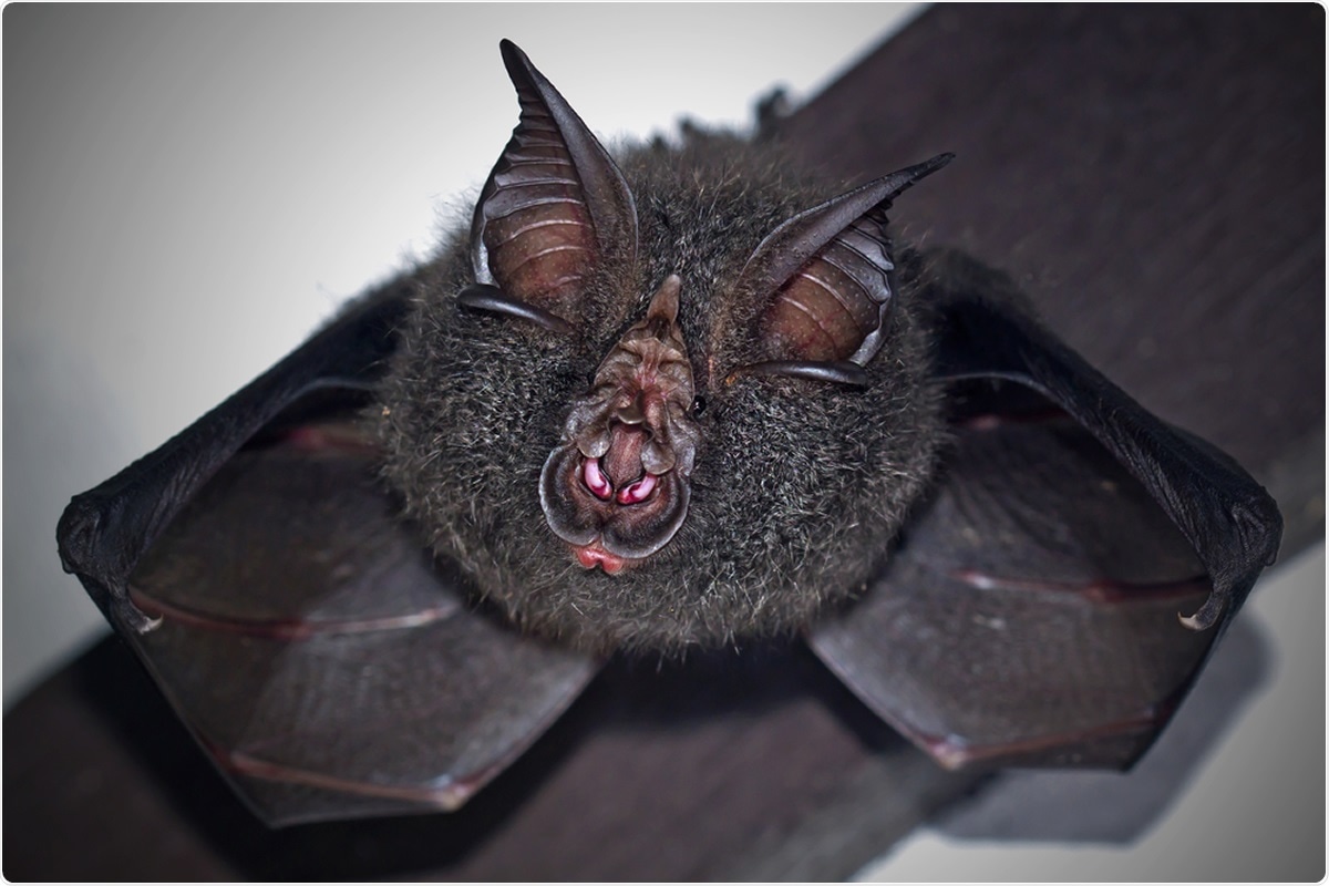 Review: Coronaviruses in humans and animals: the role of bats in viral evolution. Image Credit: Worraket / Shutterstock