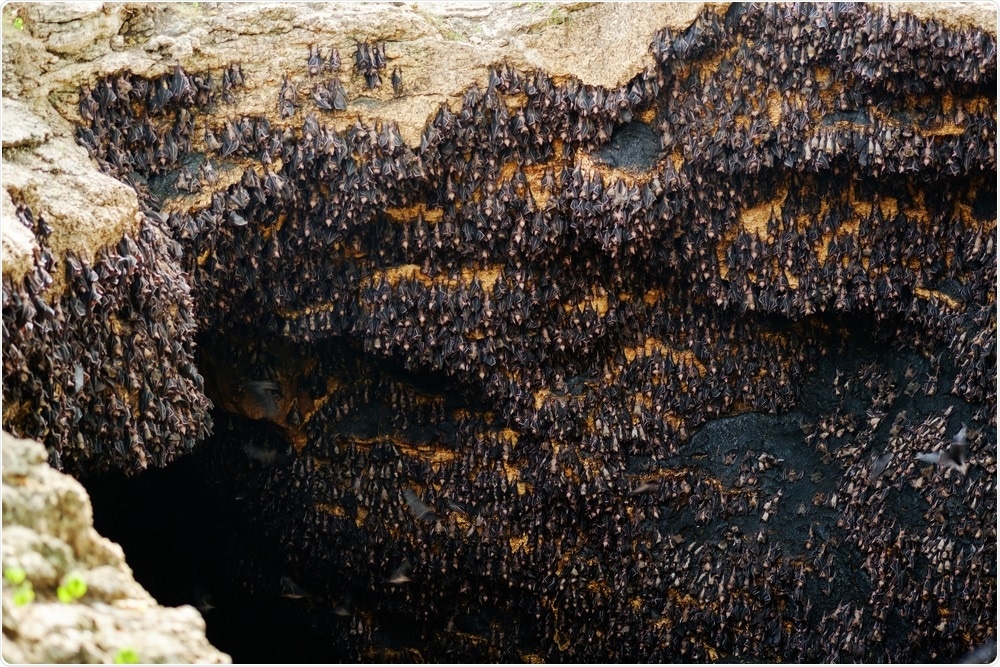 Fruits bats, Philippines. Image Credit: MilletStudio / Shutterstock