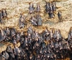 How do viruses evolve in bats?