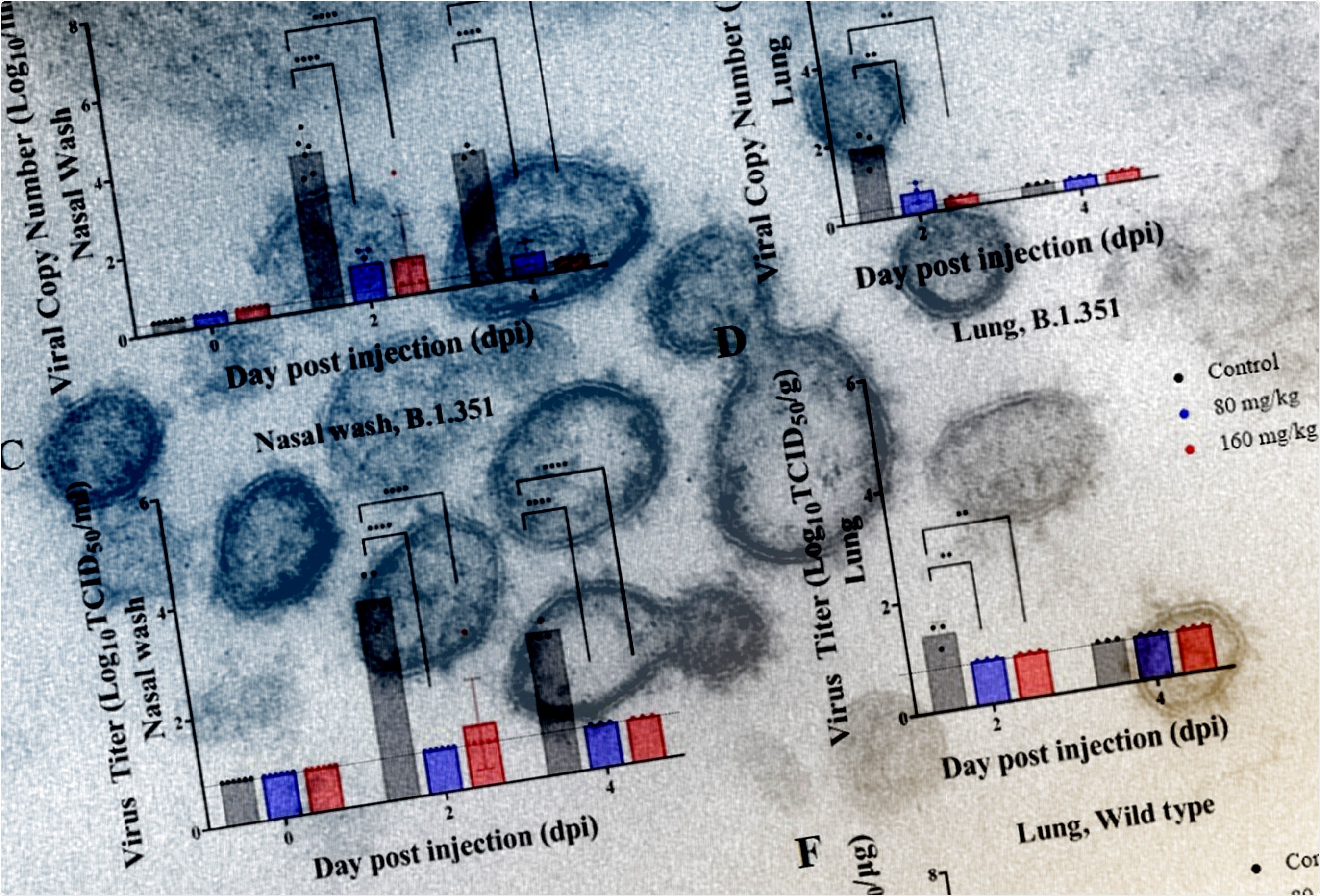 Study: Therapeutic effect of CT-P59 against SARS-CoV-2 South African variant