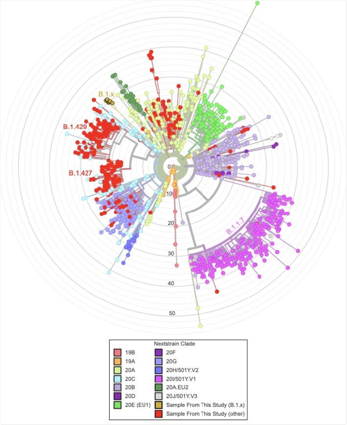 The phylogenetic distribution of 339 samples obtained from SARS-CoV-2 sequencing in Santa Cruz County plus 1000 samples from elsewhere. The tree is produced via the UShER web portal at hgPhyloPace (https://genome.ucsc.edu/cgi-bin/hgPhyloPlace). To produce it we added the 339 genomes from the Santa Cruz County samples to a global phylogeny of > 1 million SARS CoV-2 genomes and then pruned back to retain only the Santa Cruz genomes plus 1000 others selected at random. We visualized the tree using the Auspice.us platform. The 339 samples from Santa Cruz County are colored in red, with the eight samples representing B.1.x highlighted in gold, and the remaining 1000 samples are colored by Nextstrain clade. Note that clade sizes reflect both prevalence and local sampling effort and we have not attempted to correct for the effect of either.