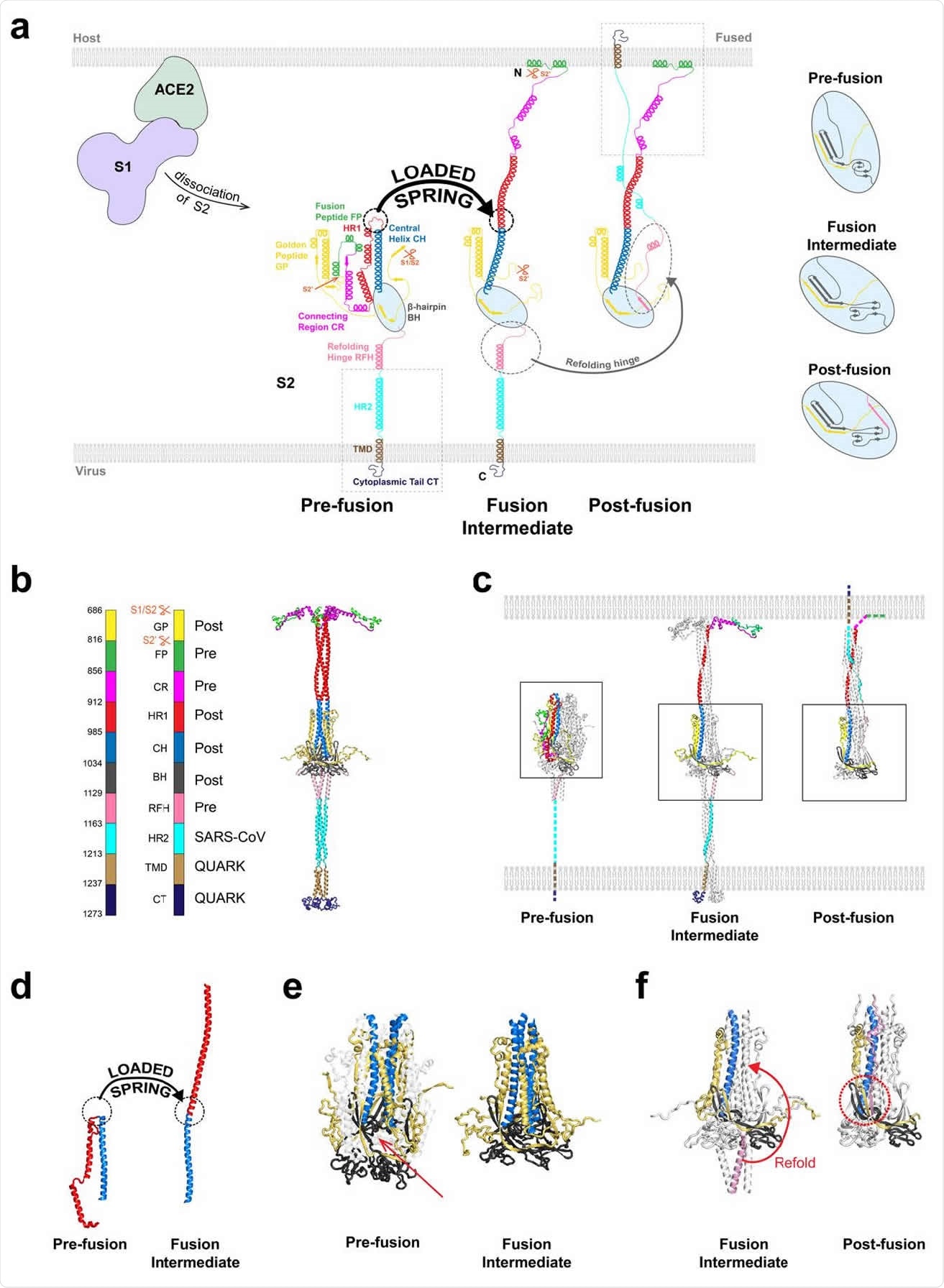 Model of the SARS-CoV-2 spike protein fusion intermediate (a) Model of the fusion intermediate (FI) of the CoV-2 spike (S) protein, schematic. One protomer of the S trimer is shown. Schematics of the pre- and postfusion S2 states from the known structures, other than unknown regions (boxed). Details of BH and adjacent domains, at right. Following dissociation of S2 from S1, the unstructured pre-fusion HR1 loops become helical (loaded spring release), giving the HR1-CH backbone that thrusts the FPs toward the host cell membrane. The FI subsequently refolds into the postfusion structure, driven by structural changes in RFH and chaperoned by GP, with RFH and HR2 providing leashes that pack the HR1-CH backbone grooves. (b) Model of the FI of the CoV-2 spike (S) protein, exact structure. Source structures for each S2 subunit domain are indicated, either CoV-2 prefusion (PDB: 6XR8), CoV-2 postfusion (PDB: 6XRA) or HR2 of CoV (PDB: 2FXP). Transmembrane domain (TMD) and cytoplasmic tail (CT) structures predicted by QUARK. (c) Comparison between predicted FIstructure and known crystal structures of the prefusion (PDB: 6XR8) and postfusion (PDB: 6XRA) CoV-2 S2 subunit. One protomer highlighted in color. Dashed lines: missing domains from partially solved crystal structures. (d) Details of loaded spring transition. (e) β-hairpin (BH) domains in the known prefusion and predicted FI structures (boxed regions of (c)). The RFH domain is omitted from the FI BH for clarity. Following the loaded spring transition, HR1, CR and FP (shown faint in the prefusion BH) vacate their prefusion locations in BH. The resultant cavity (arrow) would presumably be unstable. We assume the FI adopts the more compact postfusion BH structure (right). (f) The golden peptide (GP) chaperones refolding of the fusion intermediate (FI) into the postfusion structure. Blowups of boxed regions in (c) are shown. Refolding of the refolding hinge (RFH) domain is guided by GP. RFH forms a parallel β-strand with GP (red circle), the RFH unstructured portion packs the CH-GP groove, and RFH helices interact with two GP helices. Colored BH and CH belong to one protomer; colored RFH belongs to a different protomer.