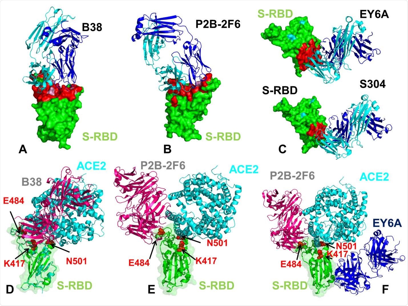 The structures of the SARS-CoV-2 S-RBD complexes with a panel of antibodies used in this study. (A) The structure of the SARS-CoV-2 S-RBD complex with B38 (pdb id 7BZ5). (B) The structure of the SARS-CoV-2 S-RBD complex with P2B-2F6 (pdb id 7BWJ). (C) The structures of the SARS-CoV-2 S-RBD complex with EY6A (pdb id 6ZER,6ZCZ)36 and S304 antibodies. S-RBD is shown in green surface and the binding epitopes are colored in red. The antibodies are shown in ribbons with heavy chain colored in blue and light chain in cyan. (D) Structural superposition of the B38 antibody ( in pink ribbons) and ACE2 host receptor (in cyan ribbons) bound to S-RBD ( in green ribbons and surface with reduced transparency). (E) Structural superposition of the P2B-2F6 antibody ( in pink ribbons) and ACE2 host receptor (in cyan ribbons) bound to S-RBD (in green ribbons). (F) Structural superposition of the P2B-2F6 antibody (in pink ribbons), ACE2 host receptor (in cyan ribbons) and EY6A (in blue ribbons) bound to S-RBD (in green ribbons). The positions are sites K417, E484 and N501 subjected to circulating mutational variants are shown in red spheres and annotated.