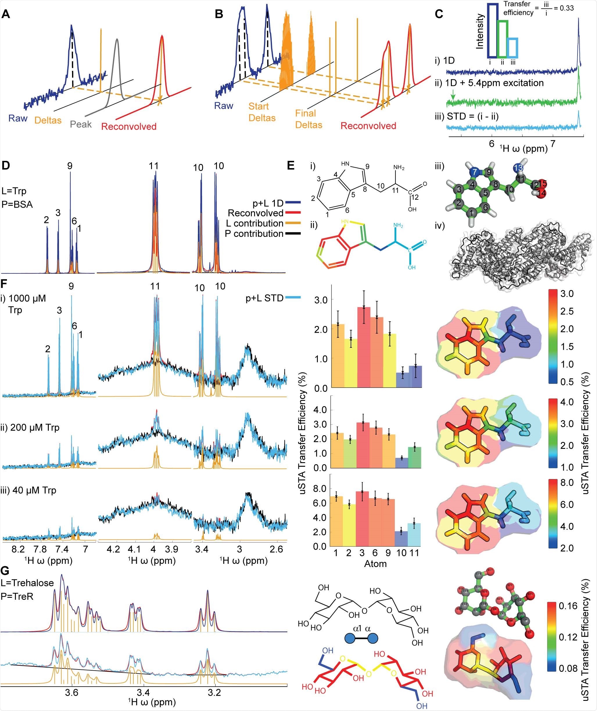Development of the uSTA Method. A),B): Schematic of process for automatically quantifying the signal intensities in NMR spectra using deconvolution. The analysis determined the number of peaks that can give rise to the signal, and return a simulated spectrum by convolving these with a peak shape function. Precise peak positions and their intensities are returned, which can be attributed to single protons observed in a spectrum. C): The STD NMR experiment compares two 1D NMR spectra, where the second involves a specific saturation pulse that aims to hit the protein but miss the ligand. The uSTA method requires these two spectra to be analysed in pairs, one that contains the raw signal, and the second that is the difference between the two. We define the ‘transfer efficiency’ as the fractional signal that has passed from the ligand to the protein. This measurement allows us to perform a detailed and quantitative analysis that enables us to obtain structural, kinetic and thermodynamic information about the interaction between small molecules and proteins. D),E), F): Application of uSTA to study the interaction between bovine serum albumin (BSA) and LTryptophan (Trp). In D the 1D 1H-NMR spectrum of the mixture at 200 μM Trp and 5 μM BSA (= p+L, blue) is dominated by ligand but yet the ligand (L) and protein (P) can still be deconvolved using universal deconvolution, using a reference obtained from a sample containing protein only. This reveals contributions from individual multiplets originating from the ligand (yellow) and the protein only baseline (black) allowing precise recapitulation of the sum (red). In E application of universal deconvolution to STD spectra with varying concentrations of tryptophan allows uSTA analysis using ligand resonances identified in D. This, in turn allows signal intensity in the STD spectrum (p + L STD, light blue) to be determined with high precision. While signal-to-noise in the STD increases considerably with increasing ligand concentration, the measured atom-specific transfer efficiencies as determined by uSTA (C) are remarkably similar (D, middle bar charts and right transfer efficiency ‘maps’), showing that the primary contact between protein and ligand occurs on the C4a-C7a bridge of the indole aromatic ring. G): Application of the same uSTA workflow allows precise determination of even weakly binding sugar ligand trehalose (Glc-α1,1α-Glc) to E. coli trehalose repressor TreR. Again, the uSTA allows determination of transfer efficiencies with atom-specific precision.
