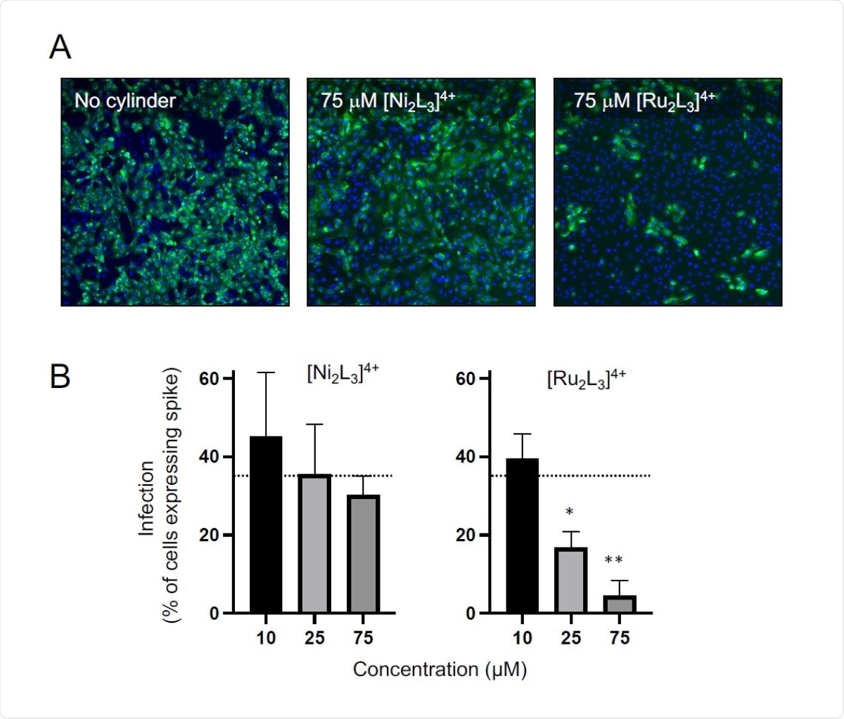 Effects of the [M2L3]4+ (M=Ru, Ni) cylinders on SARS-CoV-2 infection of Vero cells. Cells were infected with SARS-CoV-2 (MOI=0.04) in the presence or absence of cylinders and fixed at 48 hours post-infection and spike expression quantified by rabbit anti-spike monoclonal antibody (CR3022) and mouse anti-rabbit Alexa 555 (green). Cell nuclei were visualised with Hoechst 33342 (blue). Total cell numbers and percentage of Spike expressing cells were enumerated by high content imaging at x10 magnification using a CellInsight CX5 high content microscope (Thermo Fisher Scientific). (A) Representative images of untreated or 75 μM [Ni2L3]4+ or [Ru2L3]4+ treated cells. (B) Data represents the mean from three independent experiments and the error bars show standard deviations. Statistical analyses show Student’s t tests with Welch’s correction compared to no cylinder (dotted line), * p = 0.0168 and ** p = 0.0037.