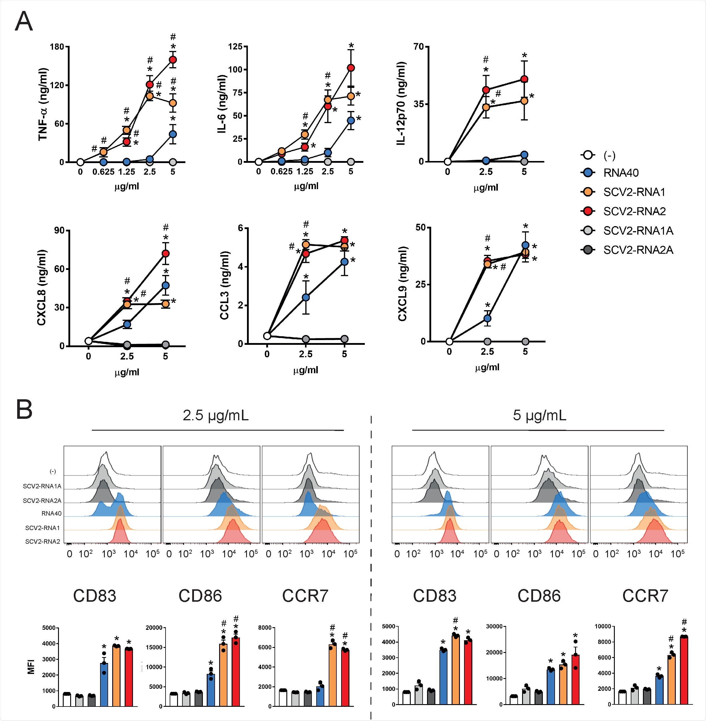 SAMPs activate cytokine secretion and phenotypical maturation of moDCs. (A) moDCs (2x106/ml) were stimulated with increasing concentrations of the indicated viral RNAs or with vehicle alone (-) for 24 hours. The production of TNF-α, IL-6, IL-12p70, CXCL8, CCL3 and CXCL9 was evaluated by ELISA in cell-free supernatants. Data are expressed as mean + SEM (n=3). Results of SCV2- RNA1A and SCV2-RNA2A are superimposed in all graphs. (B) moDCs were stimulated as described in (A) and the surface expression of CD83, CD86 and CCR7 evaluated by FACS analysis. Data are expressed as representative cytofluorimetric profiles (upper panels) or as the mean + SEM (n=3) of the Median of Fluorescence Intensity (MFI) (lower panels). (A-B) *P< 0.05 versus (-) by one-way ANOVA with Dunnet’s post-hoc test; # P< 0.05 versus RNA40 by paired Student’s t test.