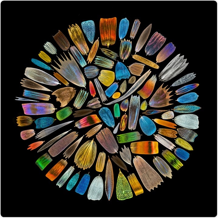 Olympus announces global image of the year award winners