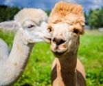 Alpaca nanobodies effective against South African SARS-CoV-2 variant