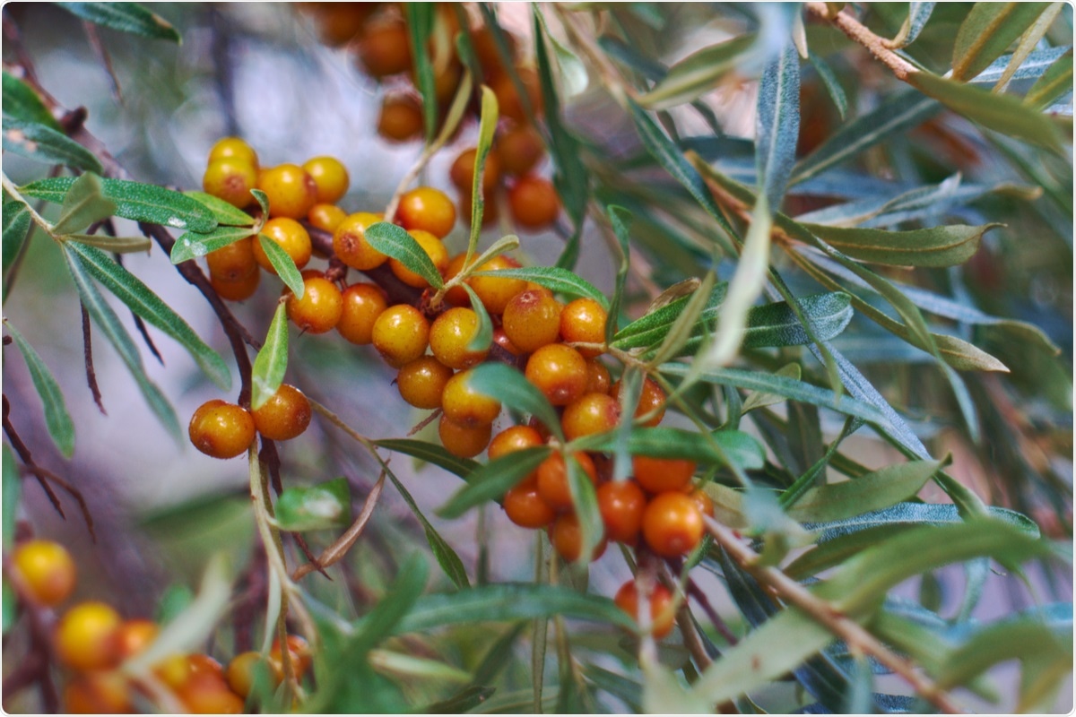 Study: Potential antiviral activity of isorhamnetin against SARS‐CoV‐2 spike pseudotyped virus in vitro. Image Credit: Fanfo / Shutterstock