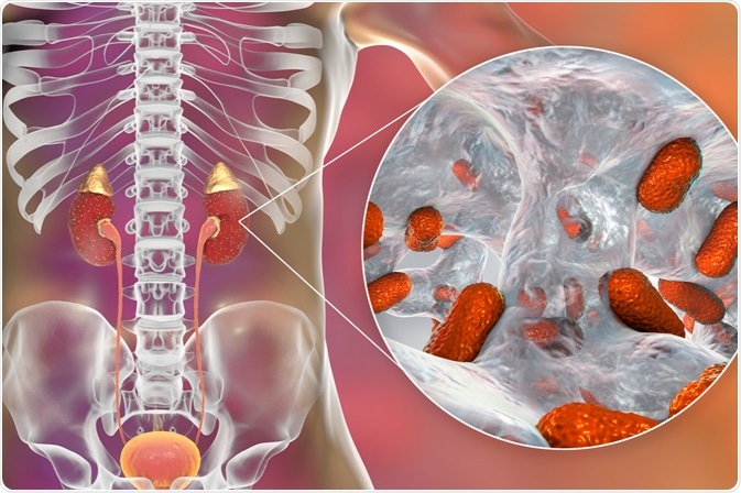 Image Credit: Kateryna Kon / Shutterstock