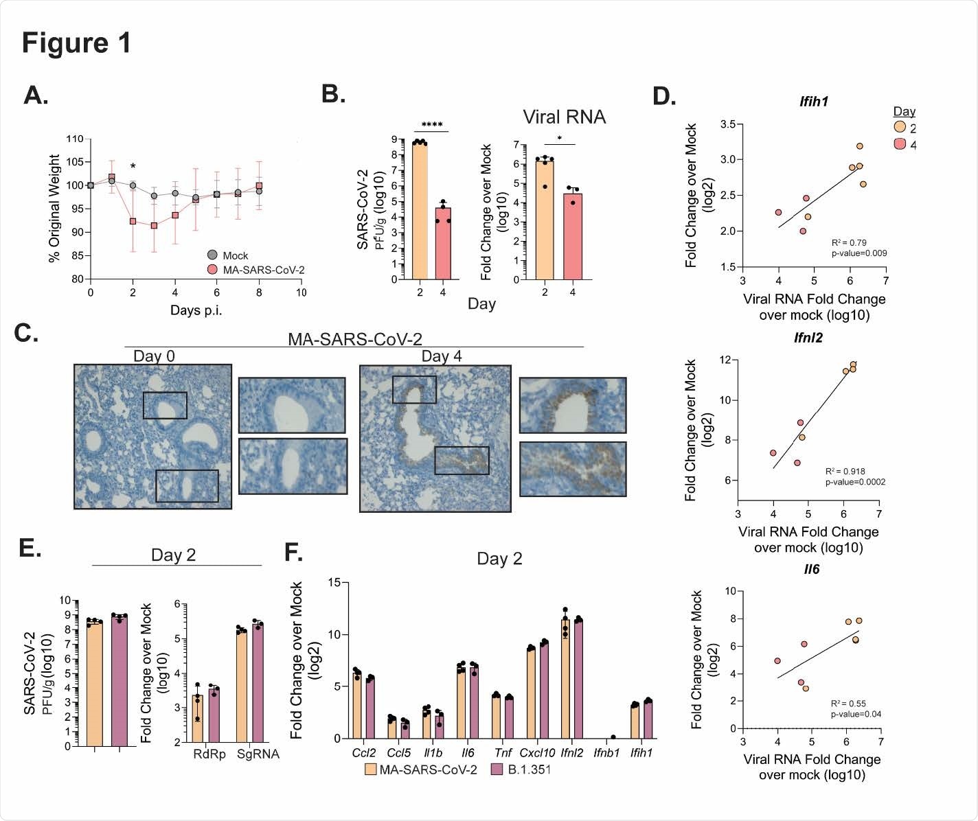 Figure 1. MA-SARS-CoV-2 and B.1.351 replicate in the respiratory tract. C57Bl/6J mice were infected intranasally with 5 x 105 PFU of MA-SARS-CoV-2 or an equal volume of PBS for mock mice. A) Percentage of initial weight for mock and MA-SARS-CoV-2 infected mice over 8 days. B) Quantification of MA-SARS-CoV-2 titers from lung tissue at the indicated day post infection as measured by plaque assay (left) or qRT-PCR (right). CT values are represented as relative fold change over mock (log10). C) In situ hybridization was performed using a probe for MA-SARS CoV-2 spike protein RNA. Representative images of lung slices from mock or day 4 p.i. D) Fold change over mock for the indicated gene was plotted against the corresponding MA-SARS-CoV-2 viral RNA for each sample, and linear regression was used to determine correlation. E) Quantification of viral titers from lung tissue by plaque assay at day 2 p.i. from mice infected with MA-SARS-CoV-2 or human variant B.1.351 (5 x 105 PFU/mouse). On the right, quantification of RNA-dependent RNA-polymerase (RdRp) or subgenomic RNA (SgRNA) fold change over mock. F) Gene expression measured via qRT-PCR for the indicated gene from lungs infected with MA SARS-CoV-2 or B.1.351 at 2 days p.i. Results are representative of 2 independent experiments with 5 mice per group. Statistical significance was determined using unpaired student’s t-tests or linear regression. * p<0.05, ****p<0.0001.