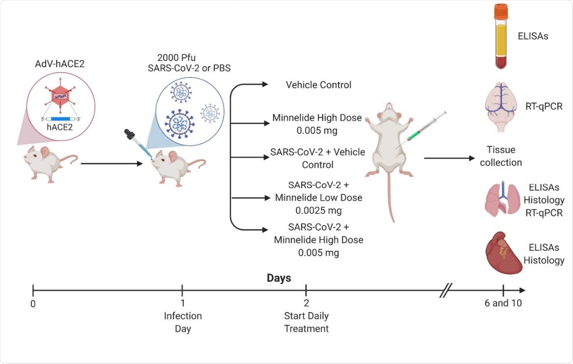 Experimental Schematic of Infection and Treatment of K18-hACE2 Mice. K18- hACE2 were infected with 2000 PFU on day 1 or given PBS intranasally. Daily treatments of Minnelide started on day 2 via intraperitoneal (IP) injections with either vehicle control (PBS), Minnelide low dose (0.0025mg/day or high dose (0.005mg/day). On days 6 and 10, tissues were extracted for ELISAs, RT-qPCR, or Histology.