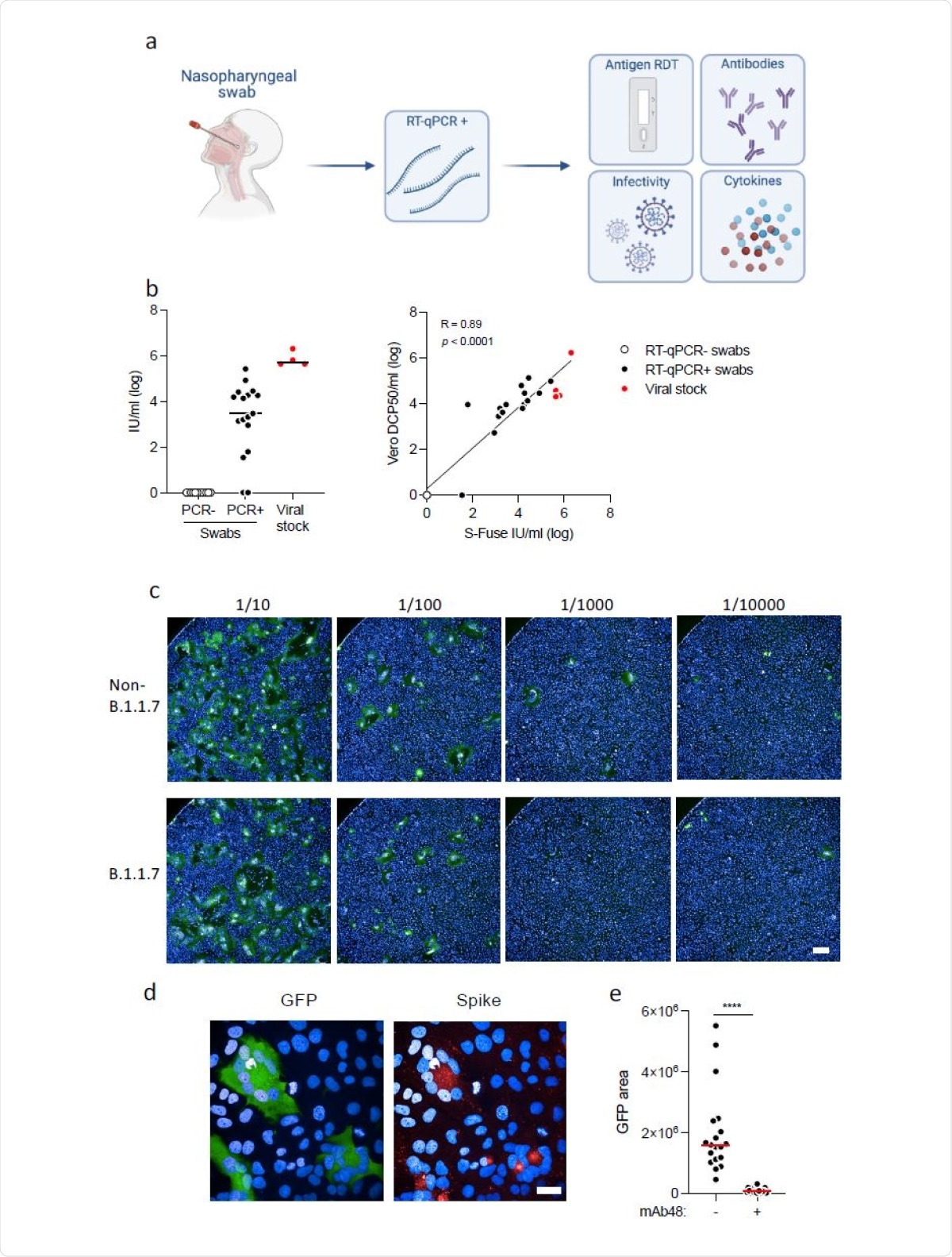 Detection of infectious virus, antibodies and cytokines in nasopharyngeal swabs. a. Study design. A retrospective series of 427 RT–qPCR+ nasopharyngeal swabs from COVID-19 patients, harboring non-B.1.1.7 or B.1.17 variants, was analyzed. Four tests were performed: a lateral flow antigen rapid diagnostic test (RDT), anti-SARS-CoV-2 IgG and IgA were measured with the flowcytometry based S-Flow assay, infectious virus was titrated with the S-Fuse assay, and 46 cytokines were quantified in a subset of 202 swabs (70 non-B.1.1.7 and 132 B.1.1.7 samples) by Multiplex or Simoa assays. b. Titration of infectious SARS-CoV-2 in the swabs. Left panel: Titration was performed with S-Fuse-T cells, which become GFP+ after infection. S-Fuse-T cells were exposed to serially diluted swabs (10-1 to 10-5) or to purified viral stocks (red dots) as a control. 12 RT–qPCR- (white dots) and 17 RT–qPCR+ (black dots) samples were first analyzed. An infectious titer was calculated in Infectious Units (IU)/ml, after automatic scoring of the area of GFP+ cells at each dilution. Right panel: correlation between titers measured in Vero cells (in DCP50/ml) and S-Fuse-T cells (in IU/ml). c. Representative images of S-Fuse-T cells exposed to the indicated dilutions of nasopharyngeal swabs. Samples from one non-B.1.1.7-infected and one B.1.1.7-infected individuals are shown. Scale bar: 400µm. d. GFP (green) and S (red) expression in S-Fuse-T cells exposed to one infectious swab analyzed by immunofluorescence. The Hoechst dye (blue) stains the nuclei. Scale bar: 40 µm. e. Neutralization of infectious virus by mAb48. Swabs (n=19) were preincubated 30 min at RT with mAb48 (1 µg/ml) and added to S-Fuse-T cells. Result from one representative experiment out of 3 is shown. A Wilcoxon paired t-test was performed **** p<0.0001.