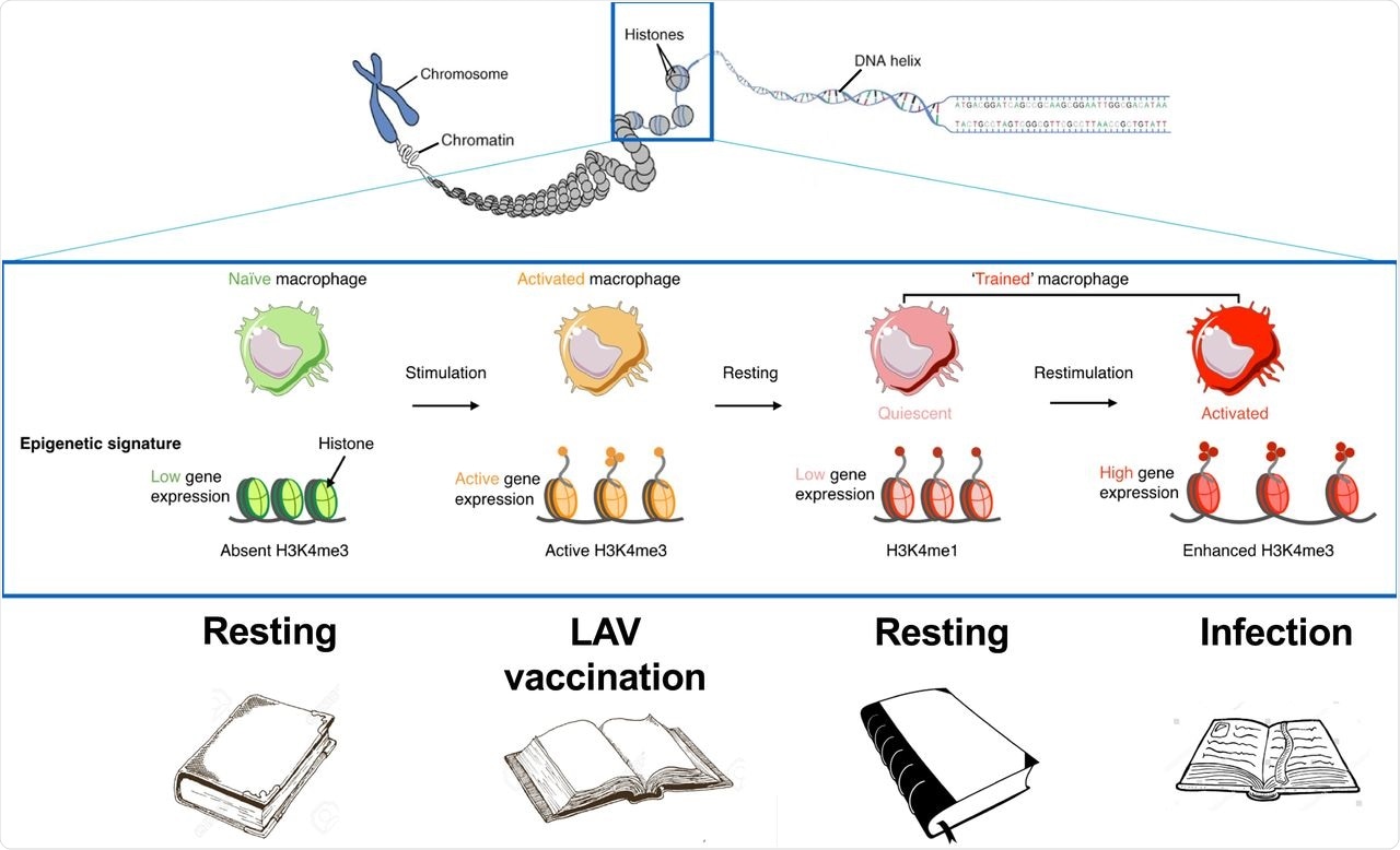 The epigenetic mechanism induced by LAVs in innate immune cells and their precursors: methylation and acetylation of histones after vaccination “mark” the gene necessary for host defense, leading to long-term changes in chromatin architecture leading to stronger expression upon subsequent stimuli.