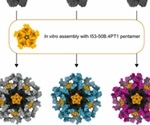 Stabilizing mutations in SARS-CoV-2 immunogens improve vaccine design