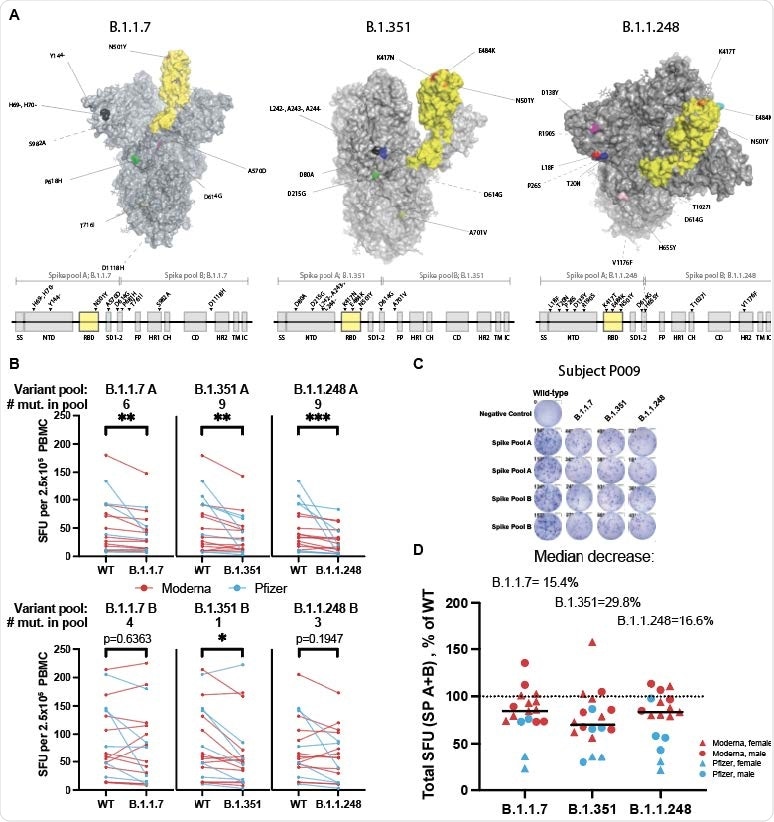 Spike variants B.1.1.7, B.1.351, and B.1.1.248 induce a diminished T-cell response compared to the wild type protein A. SARS-CoV-2 spike protein variants B.1.1.7, B.1.351 and B.1.1.248 with mutations compared to the vaccine spike sequence noted (RBD in shown yellow). Location of mutations in primary sequence are depicted with reference to the corresponding spike pool affected. B. ELISpot response to mutant versus wild type (WT) spike peptide pools (n=18-20;