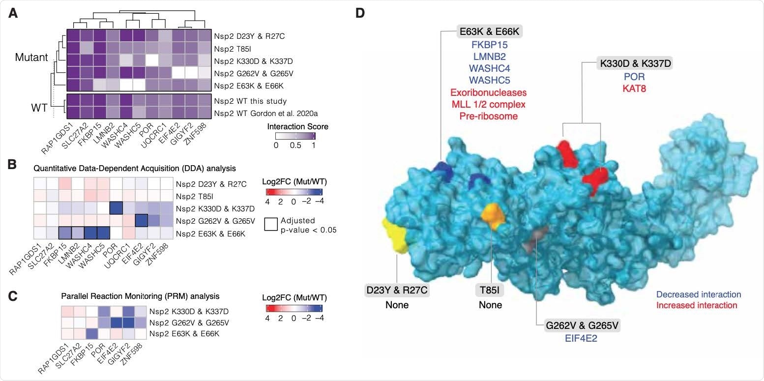 Nsp2 possesses multiple interaction surfaces for host proteins. (A) Interaction scores (average between MiST and Saint Scores) for human proteins (“preys”) deemed high-confidence interactions in at least one affinity purification (“bait”) mass spectrometry assay and detected to interact with both the wild-type Nsp2 in this study and in Gordon et al (2020a). Interaction scores range from zero to one, one being the most high-confidence. (B) Quantitative statistical analysis of data-dependent acquisition (DDA) mass spectrometry data using MSstats for interactions selected and depicted in A. Prey intensities were normalized by bait expression abundance. Log2 fold changes and BH-adjusted p-values were calculated by comparing each mutant to the wild-type from this study. Square black outlines depict adjusted p-values < 0.05. (C) Parallel reaction monitoring (PRM) analysis of select preys from B for mutants found to possess significantly-changed interactions (adjusted p-value < 0.05). (D) Nsp2 structure depicted as surface (light blue) with the mutations considered in this study depicted on the surface: E63K/E66K (dark blue), K330D/K337D (red), D23Y/R27C (yellow), T85I (orange), and G262V/G265V (grey). Lost interactions (adjusted p-value < 0.05) from data-dependent acquisition global proteomics analysis (DDA) from B depicted in blue and gained protein complexes depicted in red