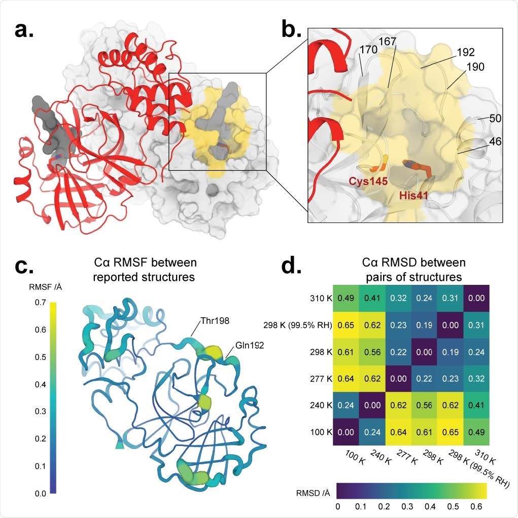 Overall structure of SARS-CoV-2 main protease at multiple temperatures. a.	New X-ray crystal structure of apo Mpro at physiological temperature (310 K) (red). The biological dimer involving the other monomer (light grey surface) is constituted via crystal symmetry. The competitive inhibitor N3 from a previous structure (PDB ID: 6LU7) (semi-transparent, dark grey surface) is shown in both protomers for context. b.	Close-up view of the Mpro active site region, including the catalytic dyad of Cys145 and His41 (red sticks) and highlighting residues that form the substrate binding pocket (yellow surface). c.	Cartoon putty representation of conformational variability between new Mpro structures described in this work: 100 K, 240 K, 277 K, 298 K, 298 K (99.5% RH), and 310 K. Thickness and color indicate root-mean-square fluctuations (RMSF) of Cα atom positions, from low (thin, dark blue) to high (thick, yellow). The largest differences between these structures’ backbones occur between residues 192–198. Same view as a. See also Supp. Fig. 3. d. Heatmap of pairwise Cα atom root-mean-square deviation (RMSD) between final refined structures, revealing temperature-dependent clustering (top-right vs. bottom-left).