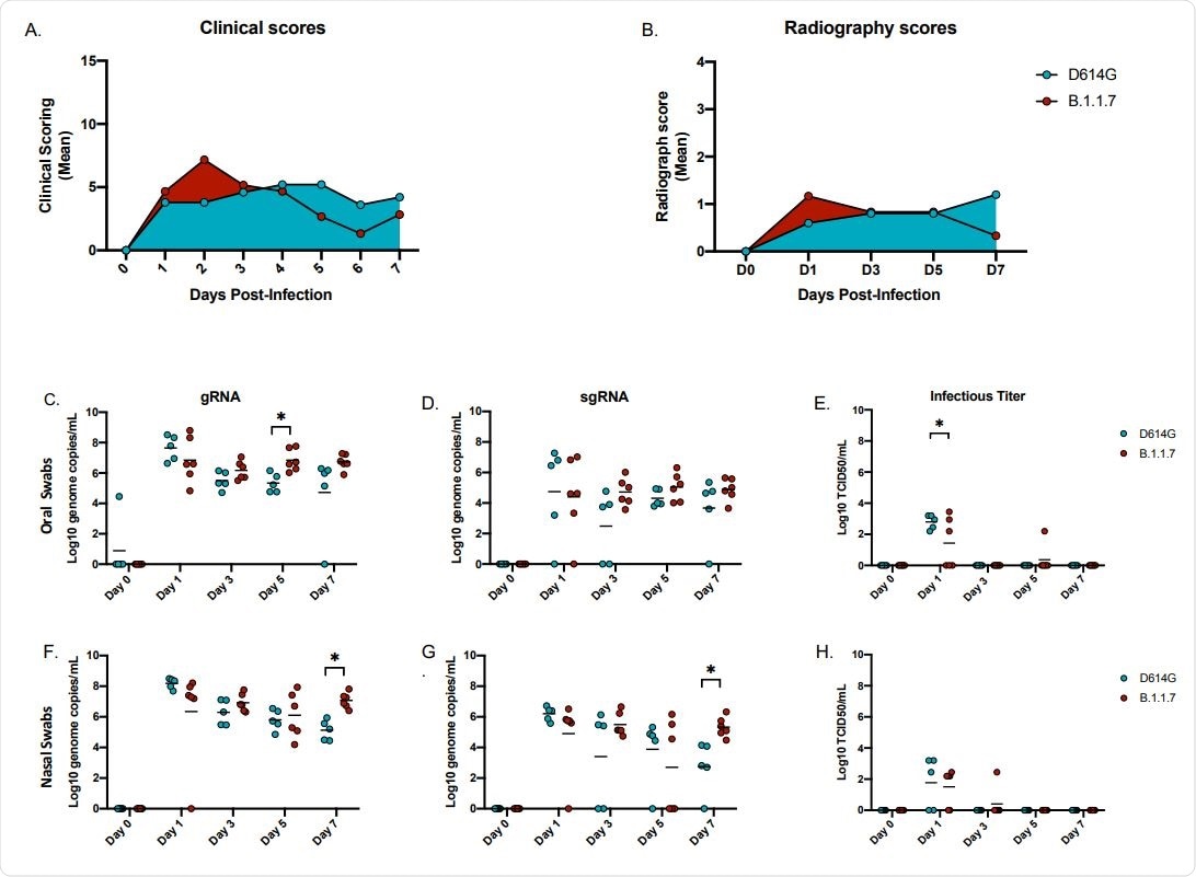 Clinical scoring, radiographs and oral and nasal shedding. AGMs were infected with either the D614G or B.1.1.7 SARS-CoV-2 variant intranasally utilizing the Nasal Mucosal Atomization Device. (A) AGMs were scored daily for clinical signs of disease including changes in general appearance, respiration, food intake and feces as well as locomotion (B) Radiographs were taken on clinical exam days (0, 1, 3, 5, 7) and scored for pulmonary infiltrates. Swabs were taken on clinical exam days (0, 1, 3, 5 and 7) and used as a correlate for virus shedding. Viral RNA total genome (gRNA) and subgenome (sgRNA) copies were determined by qRT-PCR. Infectious virus was titered on VeroE6 cells. (C-E) Viral shedding in oral swabs. Statistical significance was found at day 5 in total RNA (C, p-value <0.05) and at day 1 in infectious titers (E, p-value <0.05). (F-H) Viral shedding in nasal swabs. Statistical significance was found at day 7 in gRNA (F, p-value <0.05) and at day 7 sgRNA (G, p-value <0.05). Multiple t-tests were used to compare the gRNA, sgRNA and infectious titers between groups.