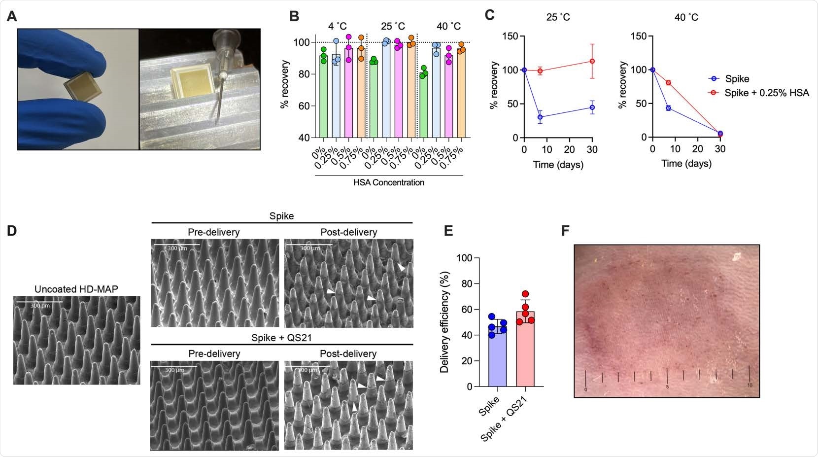 Spike vaccine and the HD-MAP. (A) The HD-MAP relative and 27G needle. Temperature stability of dry-coated spike protein with various concentrations of human serum albumin (HSA) after seven days at the indicated temperatures (B) or with 0.25% HSA for the indicated temperatures and time (C). Data presented as mean with error bars representing SEM. (D)scanning electron microscope images of HD-MAPs either uncoated or coated with spike vaccine formulations, pre- and post-delivery into the skin of mice. White arrowheads indicate levels of vaccine removal post-delivery. (E) Delivery efficiency into the skin of mice of spike and spike + QS21-coated HD-MAPs. (F) HD-MAP delivery site on the flank of a mouse immediately after HD-MAP application and removal.