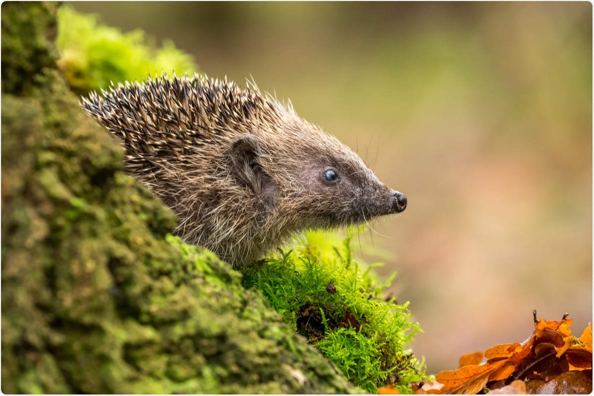 Study: Can the European Hedgehog (Erinaceus europaeus) Be a Sentinel for One Health Concerns?. Image Credit: Coatesy / Shutterstock