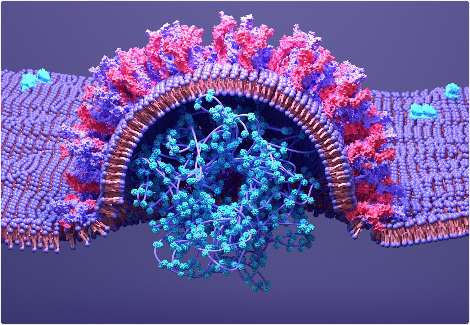 Study: FXR inhibition reduces ACE2 expression, SARS-CoV-2 infection and may improve COVID-19 outcome. Image Credit: Design Cells / Shutterstock
