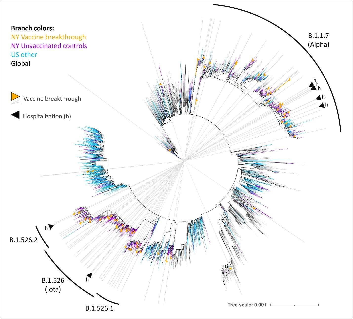 Maximum likelihood tree of SARS-CoV-2 vaccine breakthrough, unvaccinated matched control, and global reference sequences. IQ tree of 5,056 SARS-CoV-2 full genome sequences (base pairs 202-29,657 according to Wuhan-Hu-1 as reference), including 67 vaccine breakthrough (orange) and 1,187 unvaccinated control SARS-CoV-2 sequences from our NYU cohort (greater NYC area) (purple) together with 1,361 other US (cyan) and 2,441 non-US global reference sequences (black). The tree was generated with a GTR+I+G substitution model and 1,000 bootstrap replicates, and the substitution scale of the tree is indicated at the bottom right. The branches of the tree are colored as indicated. Vaccine breakthrough sequences are additionally highlighted by orange triangles as branch symbols and gray rays radiating from the root to the outer rim of the tree. Hospitalizations due to COVID-19 among the vaccine breakthrough infections are indicated by black triangles (h). The variants responsible for most vaccine breakthrough infections in our study cohort are labeled with respective Pango lineages (WHO classification in parenthesis).