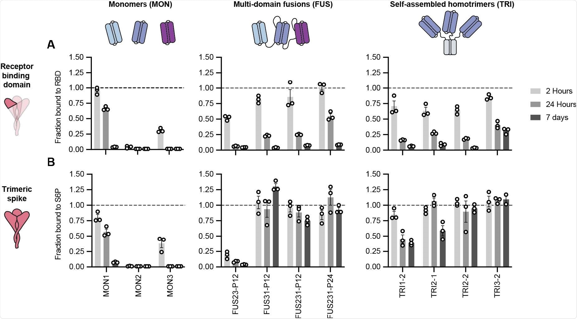 Multivalent minibinders exhibit unusually slow dissociation rates upon binding to the prefusion SARS-CoV-2-S glycoprotein. (A, B) Dissociation of the minibinder construct complexed with either the receptor binding domain (RBD) (A) or S trimer (S6P) (B) was monitored via competition with 100-fold molar excess of untagged MON1 using AlphaLISA (Mean ± SEM, n = 3 replicates from a single experiment).