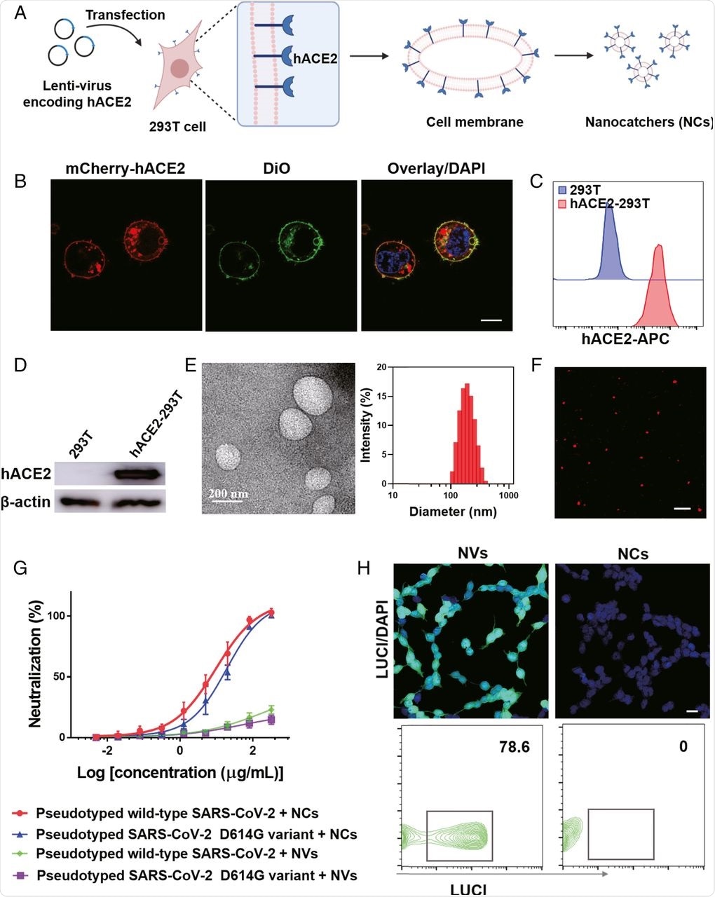 Fabrication and characterization of hACE2-containing NCs.