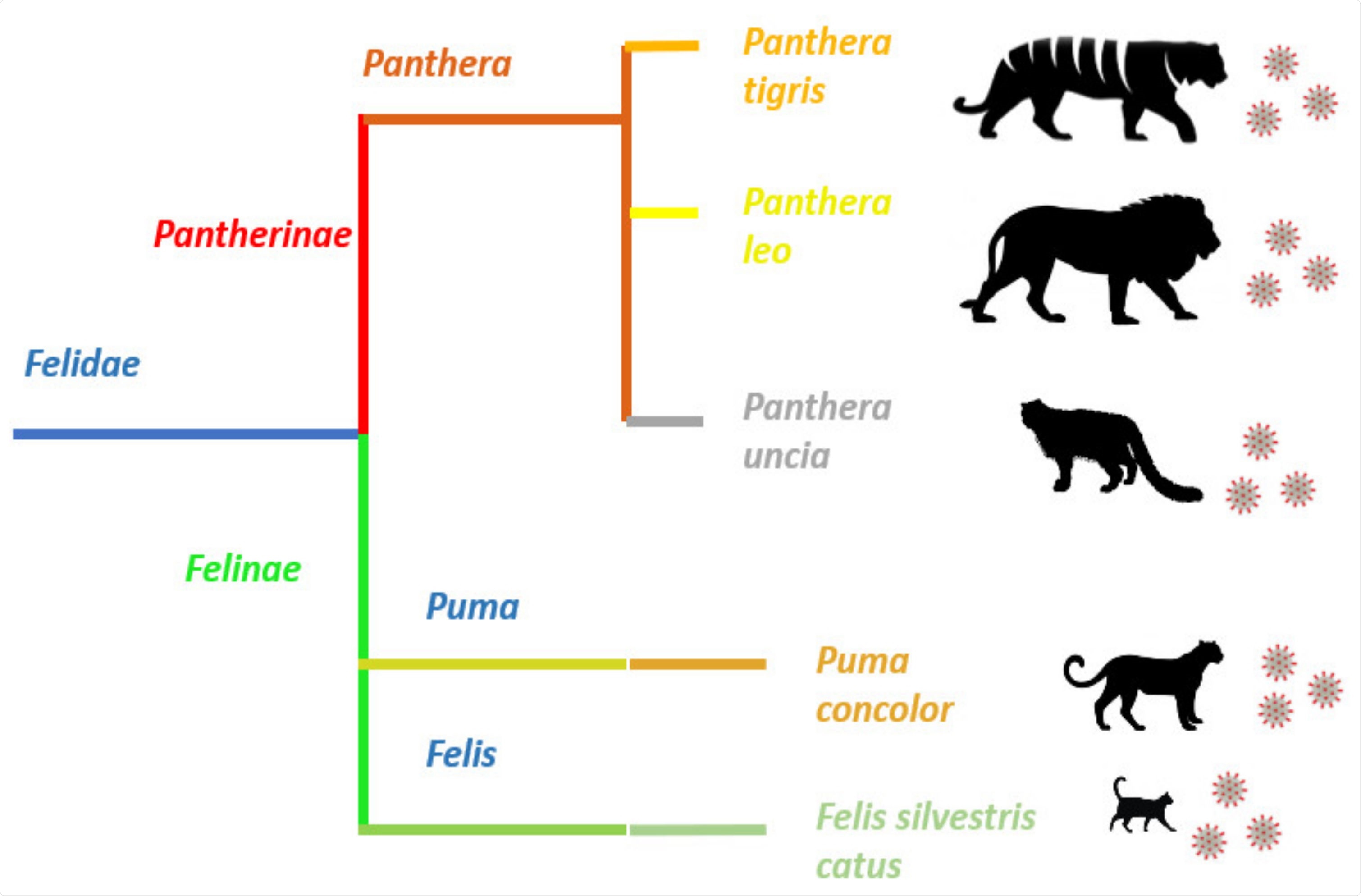 Felid species reported with SARS-CoV-2 infection. SARS-CoV-2 infection has been reported in the members of two subfamilies, Pantherinae and Felinae, belonging to the family Felidae. Despite the evident morphological differences between pantherids and felines, the virus is capable of infecting members of these two dissimilar families and causing very similar clinical signs.