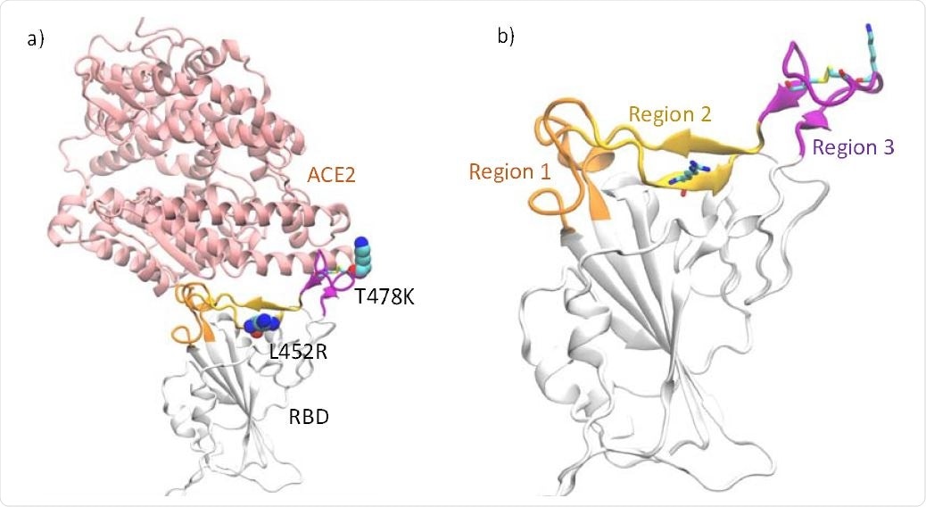a) RBD complexed with ACE2. The locations of the mutations in the RBD of Delta variant are highlighted in VDW representation b) The loop segments consisting of residues 438- 447 and 499-508 (Region 1) are highlighted in orange, the β-sheet region consisting of residues 448-455 and 491-498 (Region 2) are highlighted in yellow and the receptor-binding loop consisting of residues 472−490 (Region 3) in purple. The disulfide bond in the loop as well as the mutations in the Delta variant are shown as sticks.