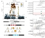Scientists uncover genetics involved in COVID-19 induced respiratory failure