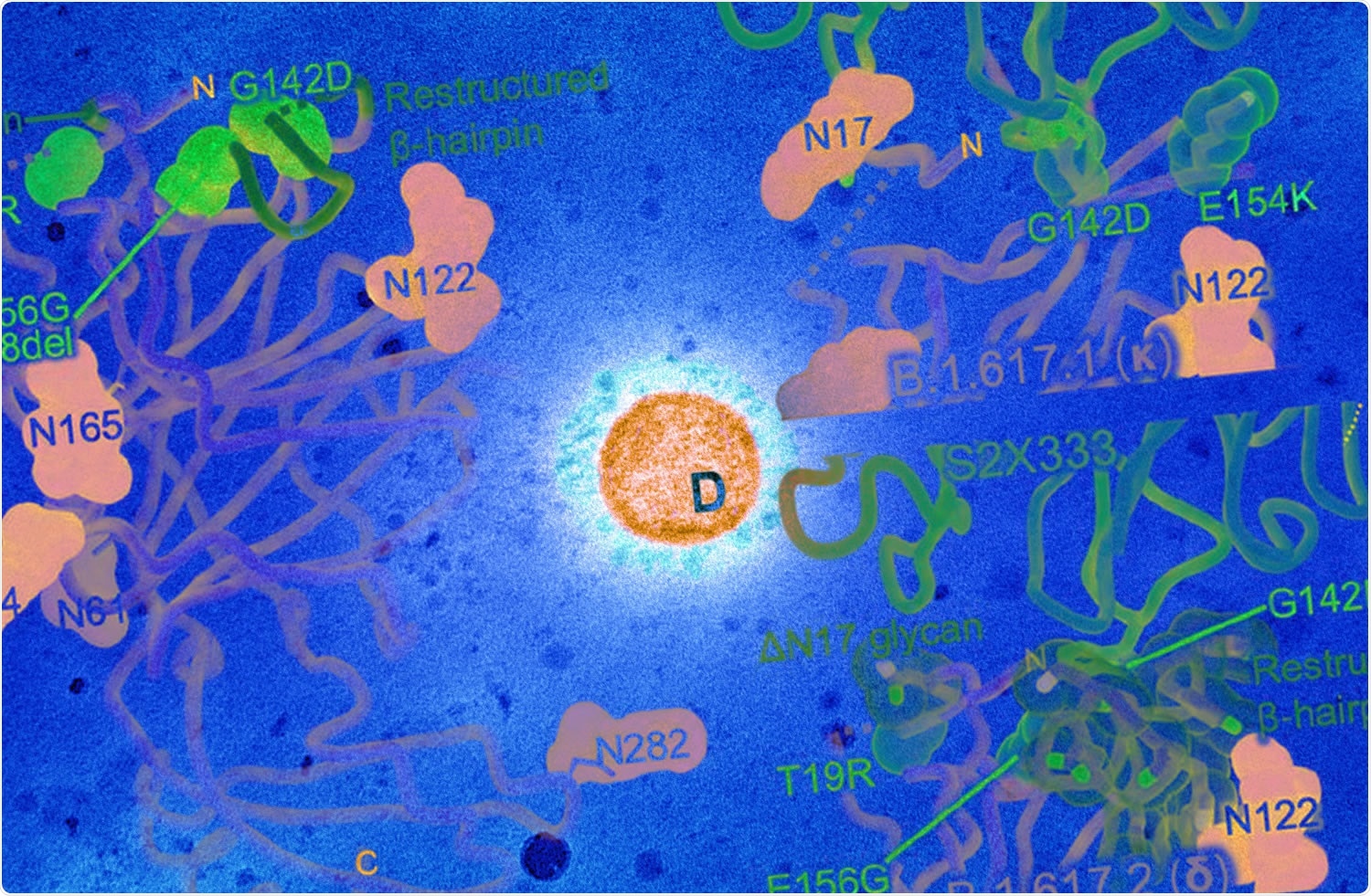Study: Molecular basis of immune evasion by the delta and kappa SARS-CoV-2 variants