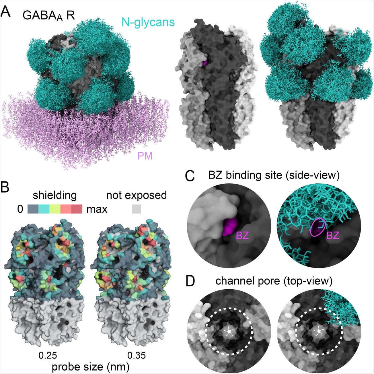 Glycans sculpt the surface of GABAA receptors A) Structure of a human homopentameric GABAA receptor (beta3 subunits, grey) shown with and without patch of plasma membrane (PM, added for visualisation only, pink) with and without reconstituted glycan shields (GlcNac2-Man5, blue in A and B). B) 3D-heatmaps of the reduction of solvent accessible surface area (SASA) by glycans for different probe size. C-D) Magnified views of the benzodiazepine binding site with bound ligand, BZ, shown in fuchsia (C) and the extracellular vestibule of the channel pore (dotted lines in D). In C and D, note the partial occlusion of the ligand binding site and the ending of the glycan shield at the opening of the channel pore, respectively.