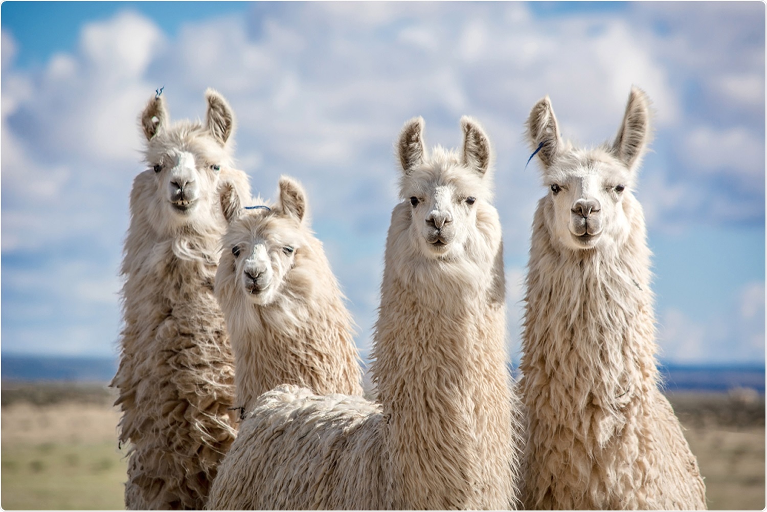 Study: The development of Nanosota-1 as anti-SARS-CoV-2 nanobody drug candidates. Image Credit: Noe Besso