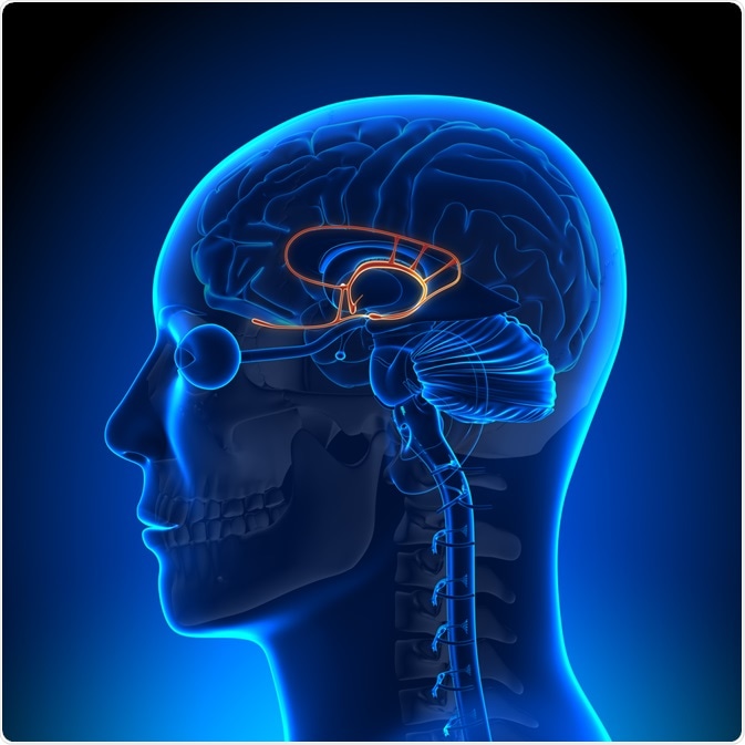 The Limbic System