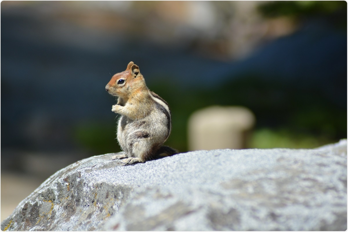 Image Credit: Lara Red / Shutterstock