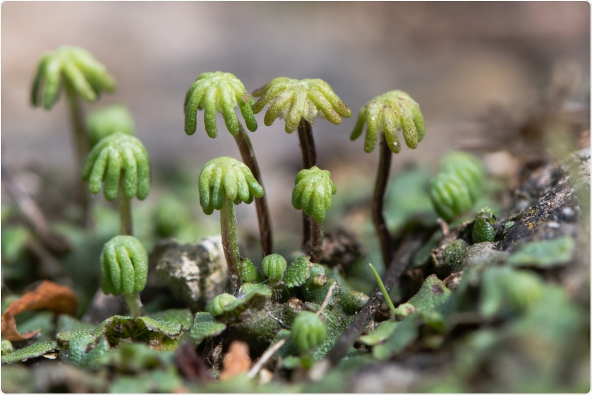 Study: SARS-CoV-2 fears green: the chlorophyll catabolite Pheophorbide a is a potent antiviral. Image Credit: IanRedding / Shutterstock