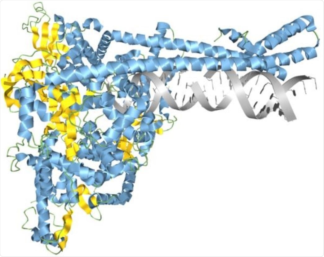 SARS-CoV-2 RNA synthesis complex modeled in Aquaria. Image Credit: Garvan Institute of Medical Research