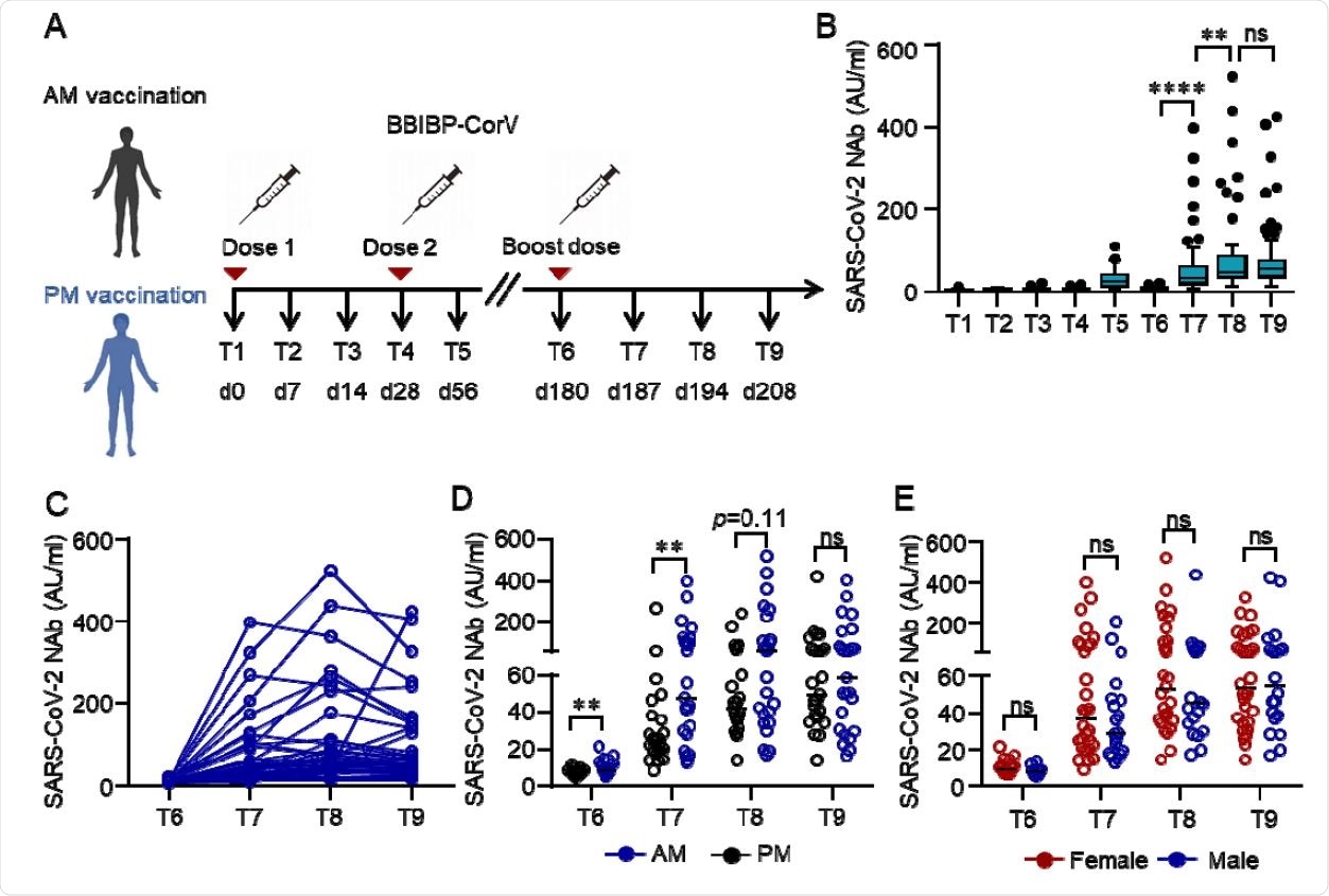 Humoral response to the third dose of inactivated SARS-CoV-2 vaccine BBIBP-CorV. (A) Protocol of the prospective cohort and the non-randomized trial. Healthcare workers (HCWs) were recruited from a perspective cohort who received two doses of an inactivated vaccine either in the morning (n=25) or afternoon (n=25) on day （d） 0 and d28 . They were assigned to morning or afternoon vaccination to receive a third dose of the inactivated vaccine on day 180 according to their previous vaccinating time. Blood samples were collected on different time points d0 (T1), d14 (T2), d21 (T3), d28 (T4), d56 (T5), d180 (T6), d187 (T7), d194 (T8) and d208 (T9). (B-E) Neutralizing antibodies (NAbs) against SARS-CoV-2 in the serum of each volunteer was measured by Chemifluorescence Assay longitudinally. The concentration of NAbs in the sera at different time points was summarized and shown in the box plot (B). The longitudinal changes of NAbs in the sera before and after the third dose of vaccination (C). NAbs concentrations in the sera from the morning or afternoon group at different time points before and after the third dose of vaccine. Data were summarized and shown as dot plot (D). NAbs concentrations in the sera of female or male at different time points before and after the third dose of vaccination were summarized and shown as dot plot (E). Medians of the data were shown. **p<0.01, ****p<0.0001. Comparisons were done by Wilcoxon rank sum test. Ns: not significant.