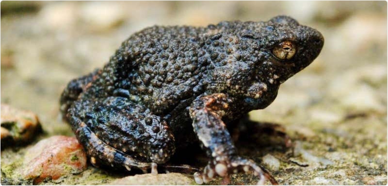 Researchers use amphibian foam to deliver drugs for the first time